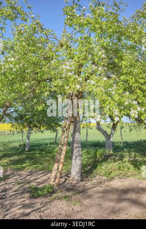 Ein Obstgarten im Frühjahr. Stockfoto