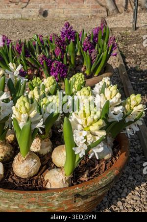 Nahaufnahme von violetten und weißen Hyazinthen Blüten blühend in Töpfen im Frühjahr England Großbritannien Großbritannien Großbritannien Großbritannien Großbritannien Großbritannien Großbritannien Großbritannien Großbritannien Großbritannien Großbritannien Großbritannien Großbritannien Großbritannien Großbritannien Großbritannien Großbritannien Großbritannien Großbritannien Großbritannien Großbritannien Großbritannien Großbritannien Großbritannien Großbritannien Großbritannien Großbritannien Großbritannien Großbritannien Stockfoto
