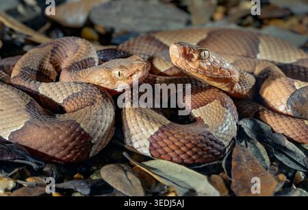 Zwei Breitbänderte Kupferschlangen (Agkistrodon laticinctus) im Nahaufnahme auf dem Boden, Bastrop County, Texas, USA. Stockfoto