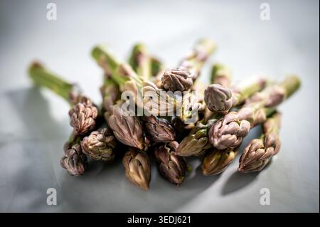 Frische violette Spargelstangen mit fest geschlossenen Spitzen auf einer hellgrauen Oberfläche, mit selektivem Fokus aufgenommen. Stockfoto