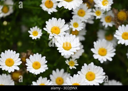 Blick von oben auf Paludosum Daisy Blüte im Garten Stockfoto