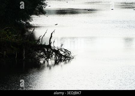 Ein grauer Reiher (Ardea cinerea), der auf einem Baum sitzt, der in einen See gefallen ist Stockfoto