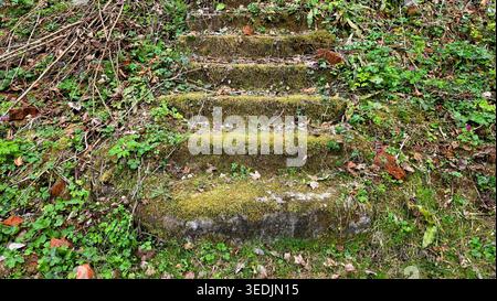 Eine Reihe alter verwitterter Steinstufen wird fast vollständig von lebhaftem Moos und Kletterpflanzen überholt. Verstreute rote Backsteinfragmente und grün Stockfoto