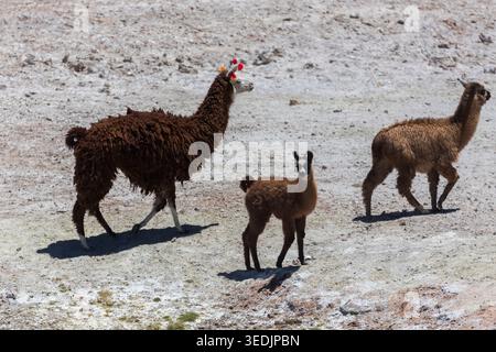 Ein dekoriertes erwachsenes Lama mit traditionellen bunten Ohrquasten spaziert neben einer jungen Kria und einem jungen Lama über das scharf weiße Mineral Stockfoto