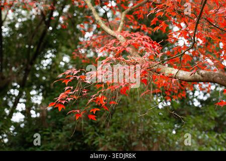 Leuchtende japanische Ahornblätter platzen in feurigen Rot- und Orangentönen und zeigen ein atemberaubendes Herbstlaub. Ein atemberaubendes Naturspektakel der Herbstsaison Stockfoto