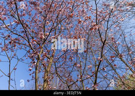 Kleine rosa Blüten auf den Zweigen eines Baumes warme sonnige Frühlingssaison in einem Stadtpark, das erste Laub und neue schöne und duftende Kirschblüte Stockfoto