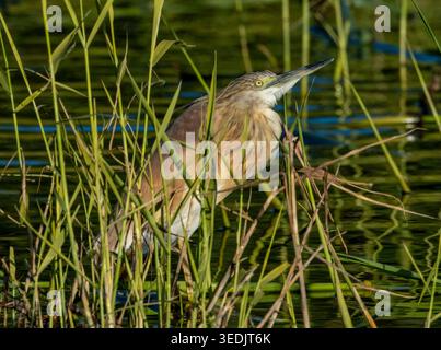 Squacco Reiher (Ardeola ralloides) in einem Schilfbett, Agia Vavara, Zypern. Stockfoto