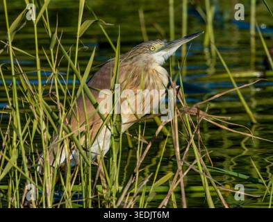 Squacco Reiher (Ardeola ralloides) in einem Schilfbett, Agia Vavara, Zypern. Stockfoto