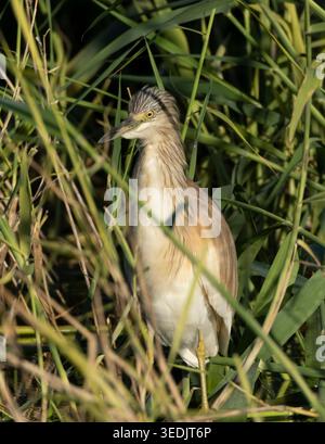 Squacco Reiher (Ardeola ralloides) in einem Schilfbett, Agia Vavara, Zypern. Stockfoto