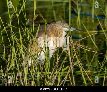 Squacco Reiher (Ardeola ralloides) in einem Schilfbett, Agia Vavara, Zypern. Stockfoto