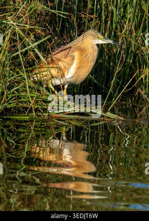Squacco Reiher (Ardeola ralloides) in einem Schilfbett, Agia Vavara, Zypern. Stockfoto