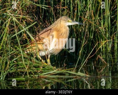 Squacco Reiher (Ardeola ralloides) in einem Schilfbett, Agia Vavara, Zypern. Stockfoto