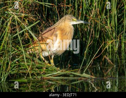 Squacco Reiher (Ardeola ralloides) in einem Schilfbett, Agia Vavara, Zypern. Stockfoto