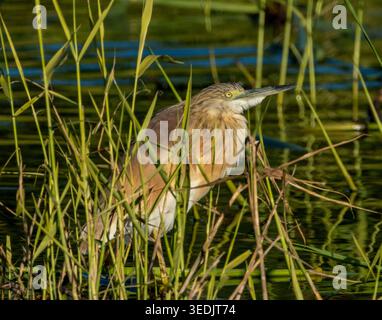 Squacco Reiher (Ardeola ralloides) in einem Schilfbett, Agia Vavara, Zypern. Stockfoto