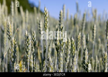 Weizen wächst auf einem Feld, grüne Ohren von jungen Weizen mit dünnen Ohren vor einem blauen Himmel an einem sonnigen Tag mit klaren Details und organischer Kornstruktur. Stockfoto