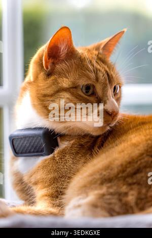 Orangefarbene Katze mit GPS-Tracker, die Aktivitäten im Freien überwacht Stockfoto