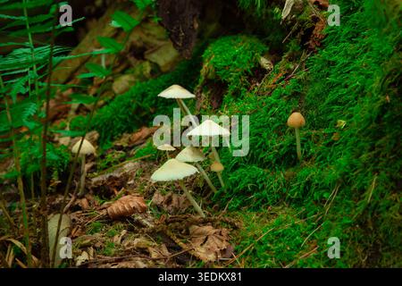 Eine wunderschöne Gruppe von kleinen blassweißen Myzenpilzen, die auf einem üppig grünen moosigen Hang im tiefen wilden Wald wachsen, umgeben von trockenem braunem Gefallenen Stockfoto