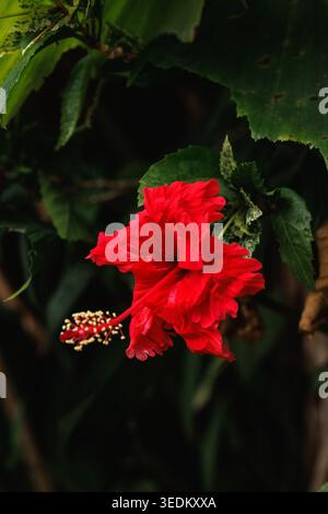 Roter Hibiscus rosa-sinensis mit doppelter Blüte – zerklüftete, geschichtete scharlachrote Blütenblätter, auffällige Staubfaden-Säule mit gelben Antheren, dunkler stimmungsvoller Hintergrund Stockfoto