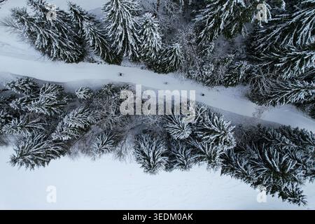 Aus der Vogelperspektive auf einem verschneiten Pfad, der sich durch einen dichten Kiefernwald schlängelt und in Grand Paradis, Champery, Wallis, Schweiz, Skifahrer führt. Stockfoto