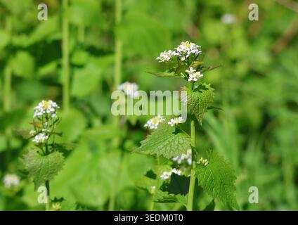 Knoblauchsenf, Alliaria petiolata, in den Hecken von Suffolk. England. Stockfoto