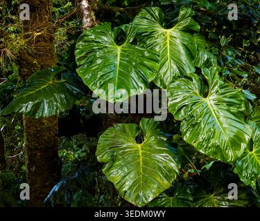 Große nasse Blätter im Wolkenwald im Parque International La Amistad, Provinz Chiriqui, Republik Panama, Zentralamerika. Stockfoto