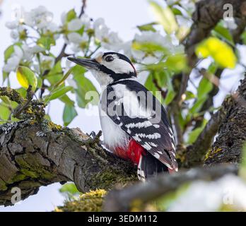 Nahaufnahme eines großen gefleckten Spechts (Dendrocopos Major) zwischen der Pflaumenblüte Stockfoto