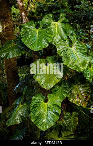 Große nasse Blätter im Wolkenwald im Parque International La Amistad, Provinz Chiriqui, Republik Panama, Zentralamerika. Stockfoto