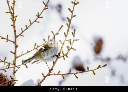 Ein Goldcrest, der auf einem schneebedeckten Zweig sitzt Stockfoto