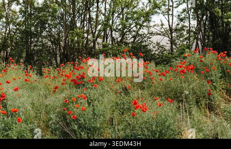 Hellroter Mohn blüht auf einer wilden Sommerwiese mit üppigem grünem Gras und Bäumen im Hintergrund. Naturlandschaft, saisonale Blüte Stockfoto