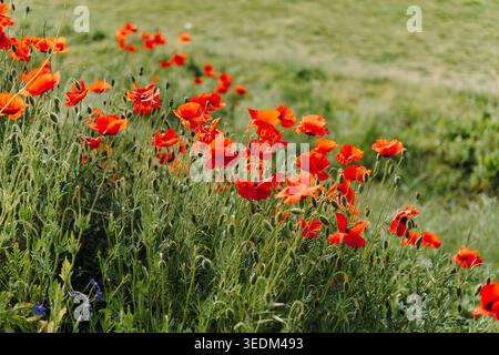 Rote Mohnblumen blühen in sanfter Schärfe mit verschwommener Wildwiese. Floraler Hintergrund, saisonale Natur, botanisches Design und zartes Frühlingskonzept. Stockfoto