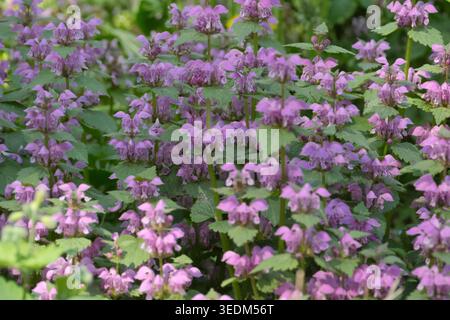 Helle Gruppen violetter Wildblumen sorgen im Frühling für ein atemberaubendes Schauspiel. Stockfoto