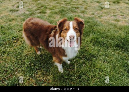 Australischer Schäferhund, der auf grünem Gras steht und in einem fröhlichen Porträt in die Kamera blickt. Tierpflege, reinrassige Begleitung, Training Stockfoto