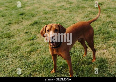 Ungarische Vizsla, die auf grünem Gras steht und in die Kamera blickt, im warmen Sonnenlicht draußen. Elegantes Jagdhund-Porträt, treuer Begleiter und aktiv Stockfoto