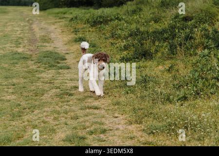 Lagotto Romagnolo Spaziergang entlang eines grasbewachsenen Wanderwegs im warmen Sonnenlicht im Freien. Lockiges italienisches Hundeporträt, aktiver Begleiter und ländlich Stockfoto