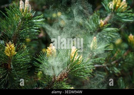 Pollenwolke, die vom Pinus sylvestris-Zweig freigesetzt wird, luftgetragene Allergene im Frühjahr, Naturreproduktionsprozess und saisonale Allergieauslöser Stockfoto