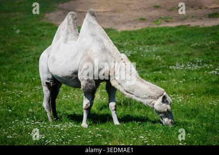 Weißes Baktrisches Kamel weidet auf grüner Wiese, Camelus bactrianus, exotische Tierwelt und Biodiversitätskonzept, zweibuckeliges Kamel in natürlicher Umgebung, Susta Stockfoto
