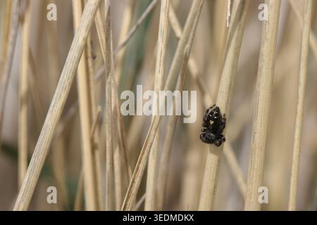 Die kühne Springspinne (Phidippus audax) sitzt auf einem trockenen Grasblatt in Idaho, USA. Nahansicht mit Schwarzweiß-Markierungen. Stockfoto