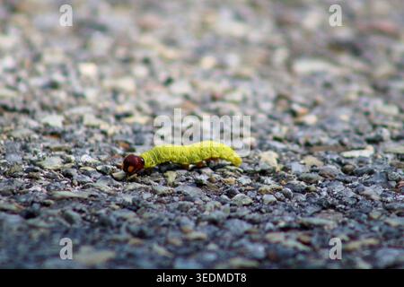 Nahaufnahme einer mit Silber gepunkteten Skipper caterpillar (Epargyreus clarus), die auf einem Kiesboden in West Virginia, USA, kriecht und einen Textraum bietet. Stockfoto