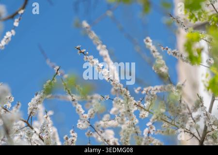 Präzise fokussierte Aufnahme blühender Äste mit Kontrast. Intimes Makrofoto, das Texturen von weißen Blüten vor leuchtend blauem Hintergrund aufnimmt Stockfoto