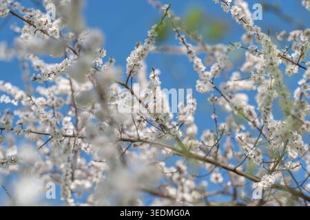 Sonnendurchflutete Gartenszene mit blühenden Bäumen und sanfter Brise. Wunderschöner Morgen im Garten mit blühenden weißen Blumen und friedlichem blauem Himmel Stockfoto