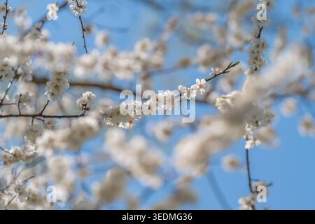 Blühende Obstgärten. Obstgarten gefüllt mit bunten blühenden Bäumen im Frühling. Schauplatz blühender Obstbäume inmitten üppiger Obstwiesen in s Stockfoto