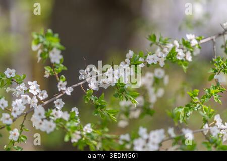 Ein heiteres Bild der Blumen im Wald. Ruhiges Waldbild, das zarte weiße Blumen zwischen grünen Blättern mit weichem Hintergrund einfängt Stockfoto