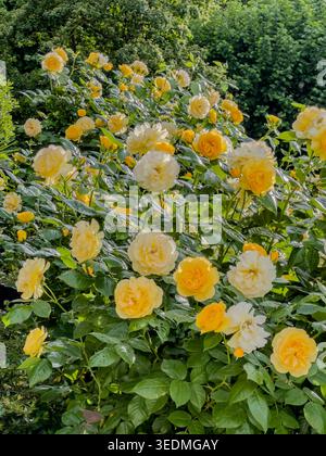 Gelbe Rosen blühen bei Tageslicht in einem Garten mit üppig grünem Laub Stockfoto