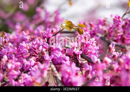 Judas-Zweige, die im Frühjahr mit leuchtend rosa Blüten und frischen grünen Blättern strotzen, hautnahe Details mit zarten Blütenblättern und neuem Leben in Wwa Stockfoto