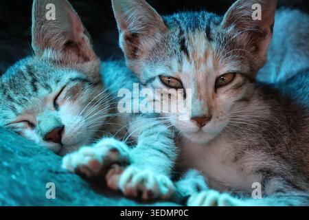 Verschlafene Katzen, Niedliche Kätzchen Schlafen, Tierporträt Stockfoto