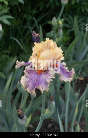 Iris „Smith Rock“ blüht. Stockfoto
