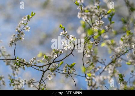 Frühlingsblüten in weichem Bokeh, schlanke Zweige mit winzigen weißen Blüten, ein Hauch von blassblauem Himmel, intime Nahaufnahme Textur, frische Stimmung für Background Stockfoto