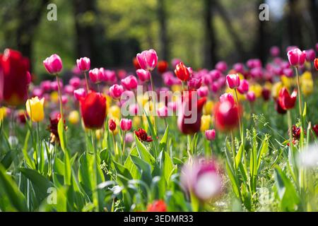Wunderschöne pinkfarbene Tulpen im Fokus vor einem Hintergrund farbenfroher Blumen in einem Frühlingspark. Lebendige Gartenlandschaft mit blühendem Pink, Rot und Gelb Stockfoto