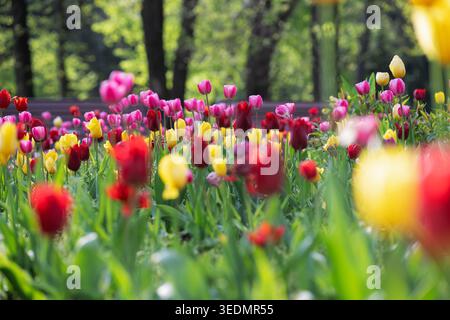 Heller Frühlingsgarten Hintergrund mit blühenden Tulpen und sanftem Sonnenlicht durch die Bäume. Buntes Tulpenfeld mit roten, gelben und rosa Blüten in A Stockfoto