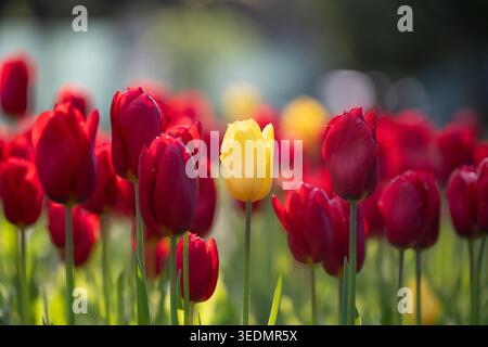Einzelne gelbe Tulpe zwischen roten Blumen als Symbol für Individualität und herausragend aus der Menge. Eine gelbe Blume im Fokus, umgeben von roter Tulpe Stockfoto